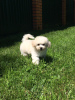 Photo №3. Puppies for sale Bishpu, Bichon Frize, Poodle. Russian Federation