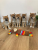 Photo №1. shiba inu - for sale in the city of Гаага | 412$ | Announcement № 116181