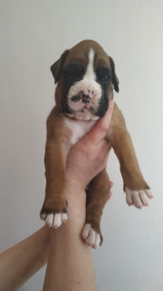 Photo №2 to announcement № 1312 for the sale of boxer - buy in Belarus private announcement