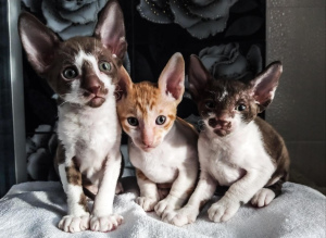 Photo №3. I sell bicolor-chocolate kittens of the Cornish Rex breed. Russian Federation