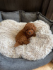 Photo №2 to announcement № 114450 for the sale of poodle (toy) - buy in Netherlands breeder