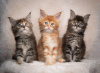 Photo №1. maine coon - for sale in the city of Helsinki | 250$ | Announcement № 111223