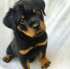 Photo №1. rottweiler - for sale in the city of Wrocław | negotiated | Announcement № 47083