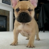 Photo №1. french bulldog - for sale in the city of Hartford | 400$ | Announcement № 109910