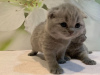 Photo №1. scottish fold - for sale in the city of Мюнхен-Флугхафен | 402$ | Announcement № 118358