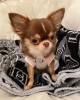 Additional photos: Lola The Applehead Chihuahua