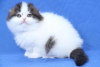 Photo №4. I will sell scottish fold in the city of Куопио.  - price - 211$