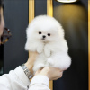 Photo №3. Pomeranian puppy. United States