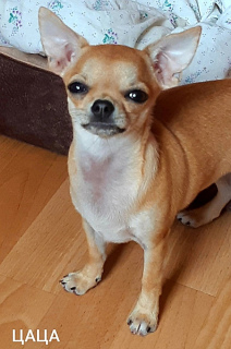 Photo №2 to announcement № 4301 for the sale of chihuahua - buy in Russian Federation 