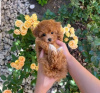 Photo №2 to announcement № 123816 for the sale of poodle (toy) - buy in Finland private announcement, breeder