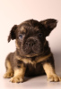 Photo №1. french bulldog - for sale in the city of Stavropol | 1$ | Announcement № 84655