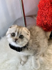 Photo №3. iloiset Scottish Fold -pennut, 10 viikkoa vanhat Pentumme lähtevät kotoa. Finland