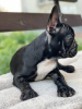Photo №2 to announcement № 11276 for the sale of french bulldog - buy in Ukraine breeder