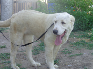 Photo №2 to announcement № 3292 for the sale of central asian shepherd dog - buy in Russian Federation breeder