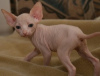 Photo №1. sphynx cat - for sale in the city of Ringsted | negotiated | Announcement № 58515