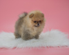 Photo №1. pomeranian - for sale in the city of Dusseldorf | 845$ | Announcement № 78170