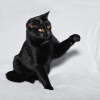 Photo №3. Two black as coal cats Bagheera and Rusya are looking for a home. Russian Federation