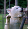 Photo №2 to announcement № 25751 for the sale of yakutian laika - buy in Poland breeder