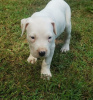 Photo №1. dogo argentino - for sale in the city of Vermontville | Is free | Announcement № 110085