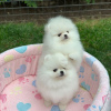 Photo №1. pomeranian - for sale in the city of Lübeck | 380$ | Announcement № 120185