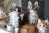 Photo №3. Vaccinated Maine Coon kittens for loving homes. Netherlands