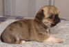 Additional photos: Chihuahua Red Sable Mini Boy