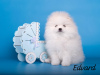Photo №4. I will sell pomeranian in the city of Москва. breeder - price - negotiated