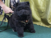 Photo №2 to announcement № 93801 for the sale of chow chow - buy in Russian Federation breeder