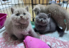 Photo №1. british shorthair - for sale in the city of Антверпен | Is free | Announcement № 118048