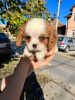 Photo №1. cavalier king charles spaniel - for sale in the city of Zrenjanin | negotiated | Announcement № 82048