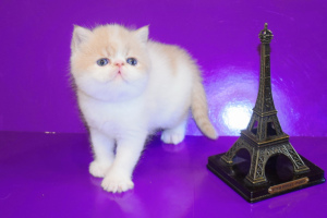 Photo №1. exotic shorthair - for sale in the city of Kharkov | 250$ | Announcement № 1060