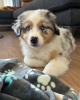 Photo №1. australian shepherd - for sale in the city of Ostrava | negotiated | Announcement № 115756