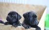 Photo №2 to announcement № 36073 for the sale of cane corso - buy in Lithuania private announcement