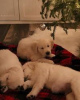 Photo №2 to announcement № 31087 for the sale of golden retriever - buy in United States breeder