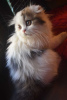 Photo №3. Scottish Fold/Highland Fold kitten WCF. Poland