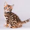 Photo №2 to announcement № 120719 for the sale of bengal cat - buy in Belgium 