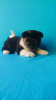 Additional photos: American Akita puppies