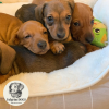 Photo №2 to announcement № 28336 for the sale of dachshund - buy in France from nursery, breeder