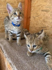 Additional photos: Savannah kittens available