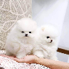 Additional photos: Pomeranian mail katehennessy0010@gmail.com