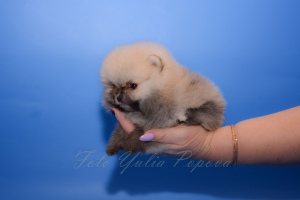 Photo №2 to announcement № 4609 for the sale of german spitz, pomeranian - buy in Russian Federation breeder