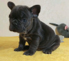 Photo №1. french bulldog - for sale in the city of Leipzig | 317$ | Announcement № 111504