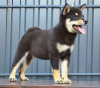 Additional photos: Shiba Inu puppies