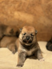 Photo №2 to announcement № 120410 for the sale of shiba inu - buy in Serbia breeder