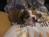 Additional photos: Healthy English Bulldog available now for adoption