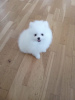 Photo №1. pomeranian - for sale in the city of Dubai | negotiated | Announcement № 36774