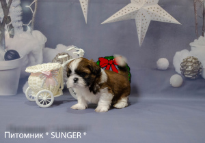 Photo №2 to announcement № 4347 for the sale of shih tzu - buy in Ukraine private announcement, from nursery, breeder