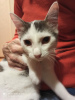 Additional photos: Affectionate Plutosh is looking for a kind family.