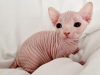 Photo №1. sphynx cat - for sale in the city of Milan | 264$ | Announcement № 124568