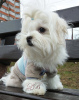 Photo №2 to announcement № 17909 for the sale of maltese dog - buy in Ukraine from nursery